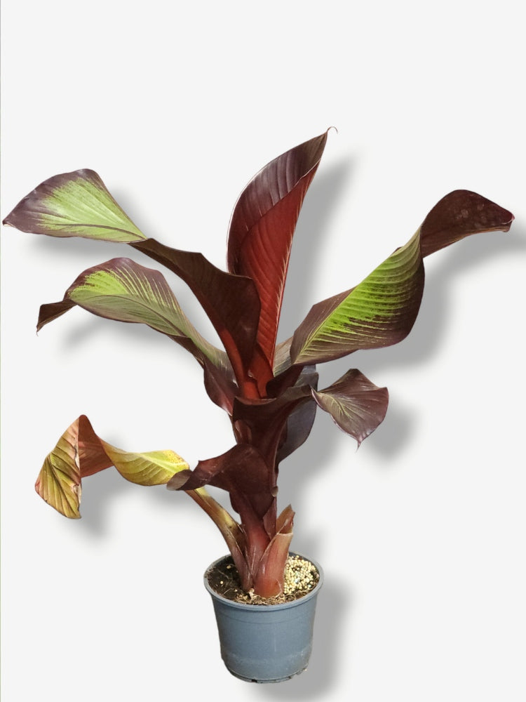 Artikelbild für Rote Zierbanane Ensete ventricosum 'Maurelli' im Online-Shop der Bohlken Baumschulen