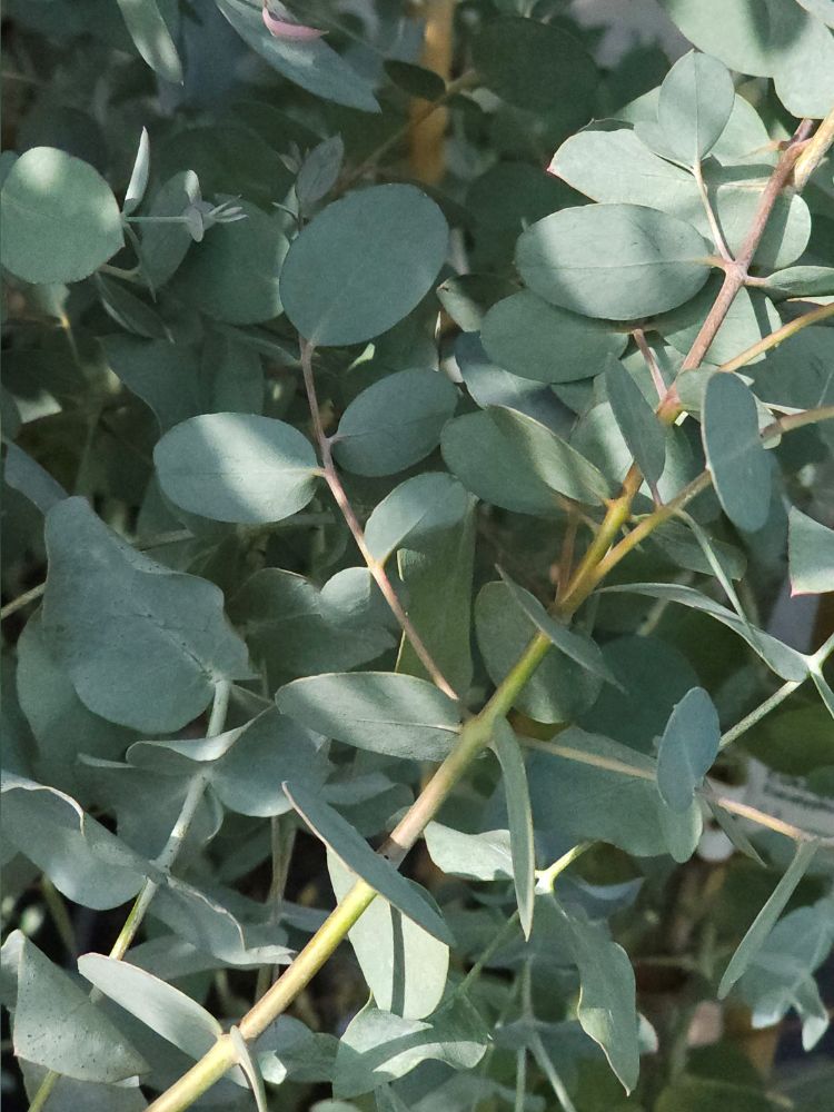 Silberblättriger Eukalyptus 'Baby Blue'
