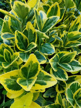Bild von Japanischer Spindelstrauch 'Aureomarginatus' im Onlineshop von Bohlken Pflanzenversand GbR