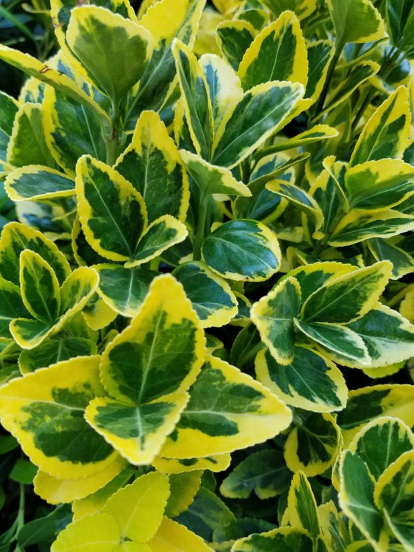 Bild von Japanischer Spindelstrauch 'Aureomarginatus' im Onlineshop von Bohlken Pflanzenversand GbR