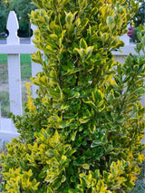 Bild von Japanischer Spindelstrauch 'Aureomarginatus' im Onlineshop von Bohlken Pflanzenversand GbR