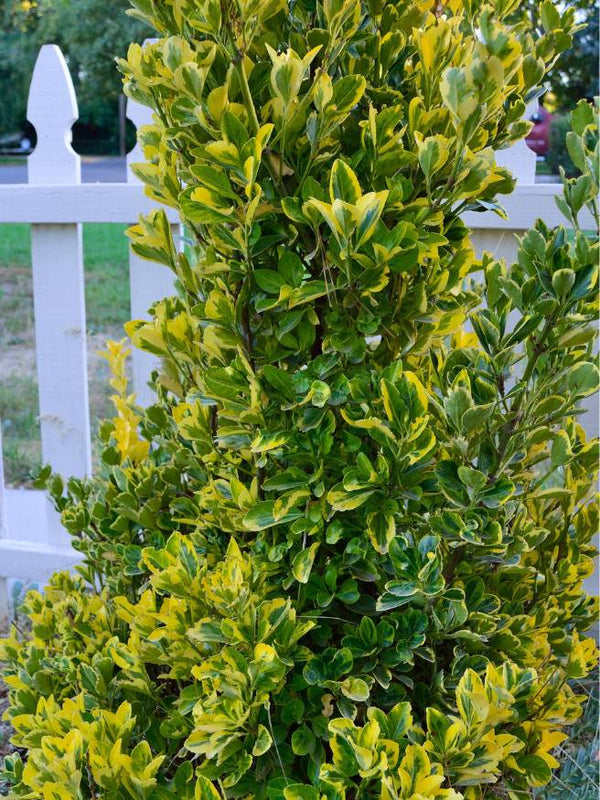 Bild von Japanischer Spindelstrauch 'Aureomarginatus' im Onlineshop von Bohlken Pflanzenversand GbR