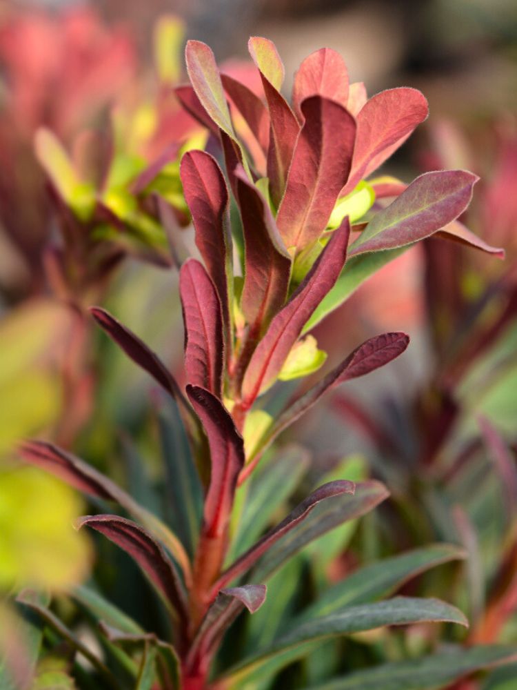 Rotblättrige Wolfsmilch, Mandelblättrige Wolfsmilch, Euphorbia amygdaloides 'Purpurea' kaufen im Online-Shop der Bohlken Baumschulen