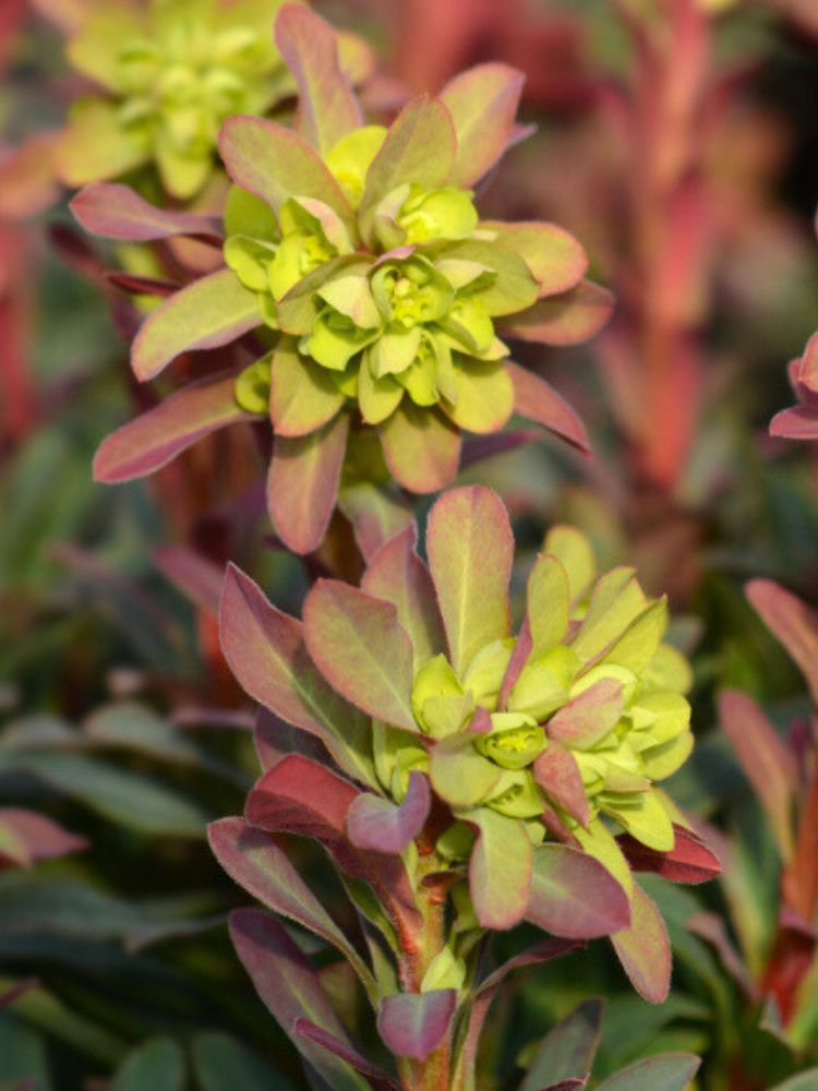 Rotblättrige Wolfsmilch, Mandelblättrige Wolfsmilch, Euphorbia amygdaloides 'Purpurea' kaufen im Online-Shop der Bohlken Baumschulen