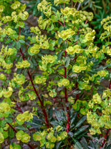 Rotblättrige Wolfsmilch, Mandelblättrige Wolfsmilch, Euphorbia amygdaloides 'Purpurea' kaufen im Online-Shop der Bohlken Baumschulen