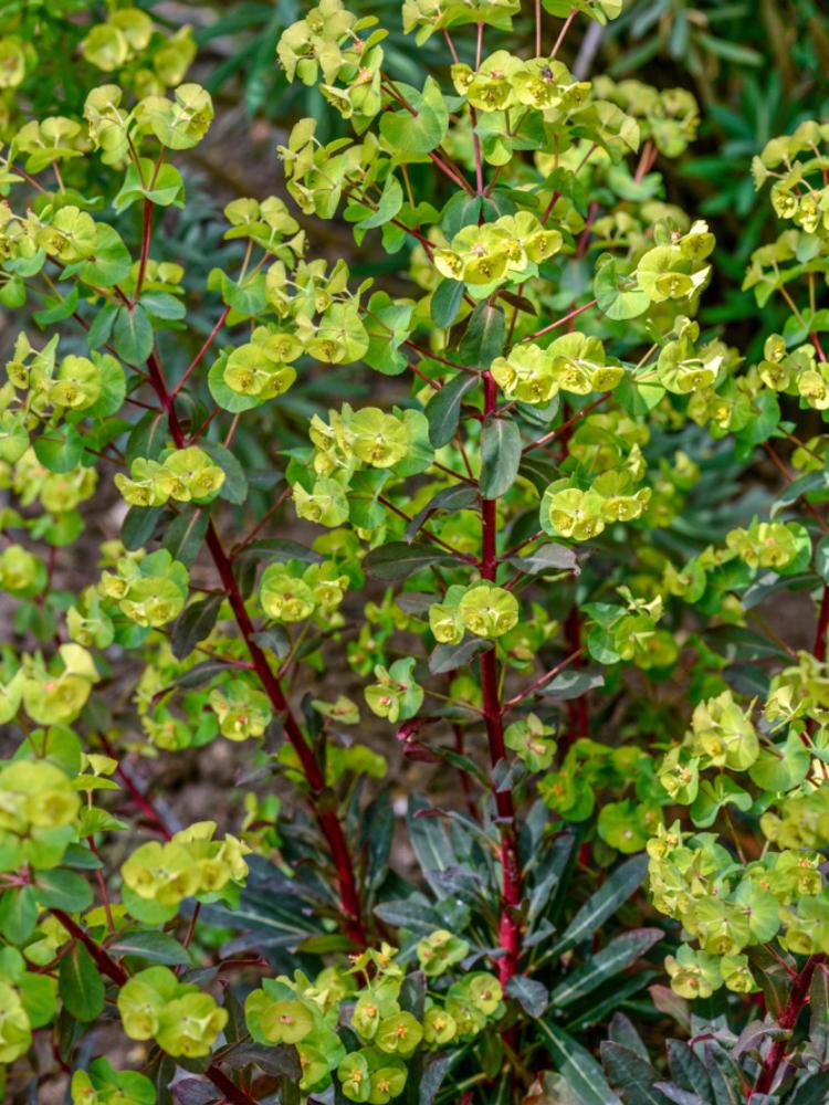 Rotblättrige Wolfsmilch, Mandelblättrige Wolfsmilch, Euphorbia amygdaloides 'Purpurea' kaufen im Online-Shop der Bohlken Baumschulen