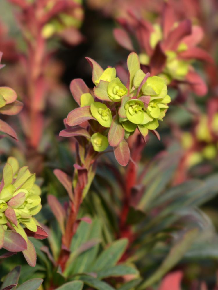 Rotblättrige Wolfsmilch, Mandelblättrige Wolfsmilch, Euphorbia amygdaloides 'Purpurea' kaufen im Online-Shop der Bohlken Baumschulen