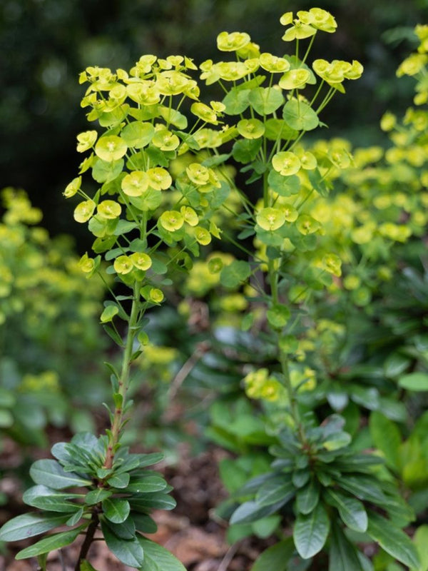 Mandelblättrige Wolfsmilch, Euphorbia amygdaloides var. robbiae kaufen im Online-Shop der Bohlken-Baumschulen