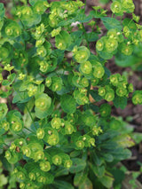 Mandelblättrige Wolfsmilch, Euphorbia amygdaloides var. robbiae kaufen im Online-Shop der Bohlken-Baumschulen