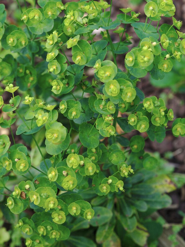 Mandelblättrige Wolfsmilch, Euphorbia amygdaloides var. robbiae kaufen im Online-Shop der Bohlken-Baumschulen