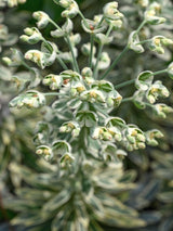 Weißbunte Mittelmeer-Wolfsmilch, Palisaden-Wolfsmilch, Euphorbia characias 'Silver Swan' kaufen im Online-Shop der Bohlken Baumschulen