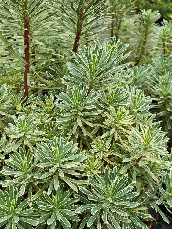 Weißbunte Mittelmeer-Wolfsmilch, Palisaden-Wolfsmilch, Euphorbia characias 'Silver Swan' kaufen im Online-Shop der Bohlken Baumschulen