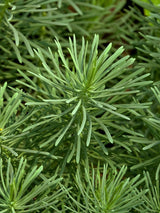 Zypressen-Wolfsmilch, Euphorbia cyparissias kaufen im Online-Shop der Bohlken Baumschulen