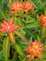 Himalaya-Wolfsmilch, Euphorbia griffithii 'Fireglow' kaufen im Online-Shop der Bohlken Baumschulen