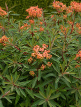 Himalaya-Wolfsmilch, Euphorbia griffithii 'Fireglow' kaufen im Online-Shop der Bohlken Baumschulen