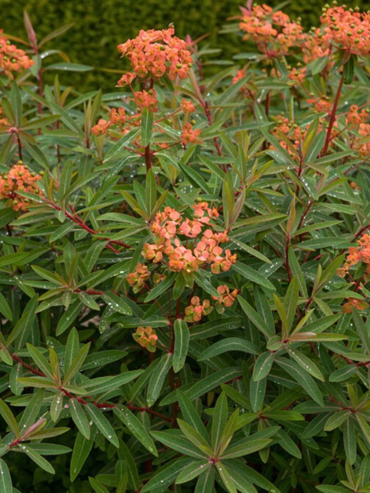 Himalaya-Wolfsmilch, Euphorbia griffithii 'Fireglow' kaufen im Online-Shop der Bohlken Baumschulen