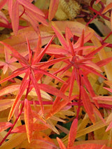 Himalaya-Wolfsmilch, Euphorbia griffithii 'Fireglow' kaufen im Online-Shop der Bohlken Baumschulen