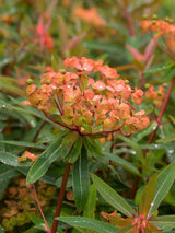 Himalaya-Wolfsmilch, Euphorbia griffithii 'Fireglow' kaufen im Online-Shop der Bohlken Baumschulen