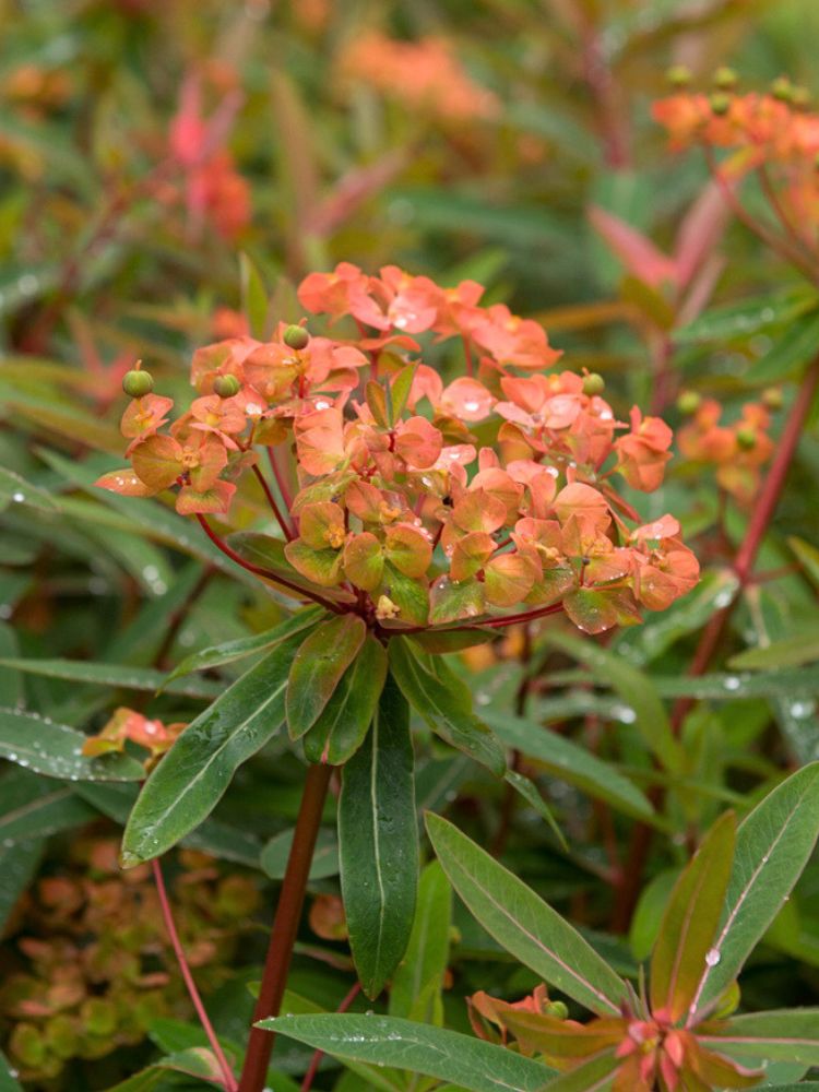 Himalaya-Wolfsmilch, Euphorbia griffithii 'Fireglow' kaufen im Online-Shop der Bohlken Baumschulen