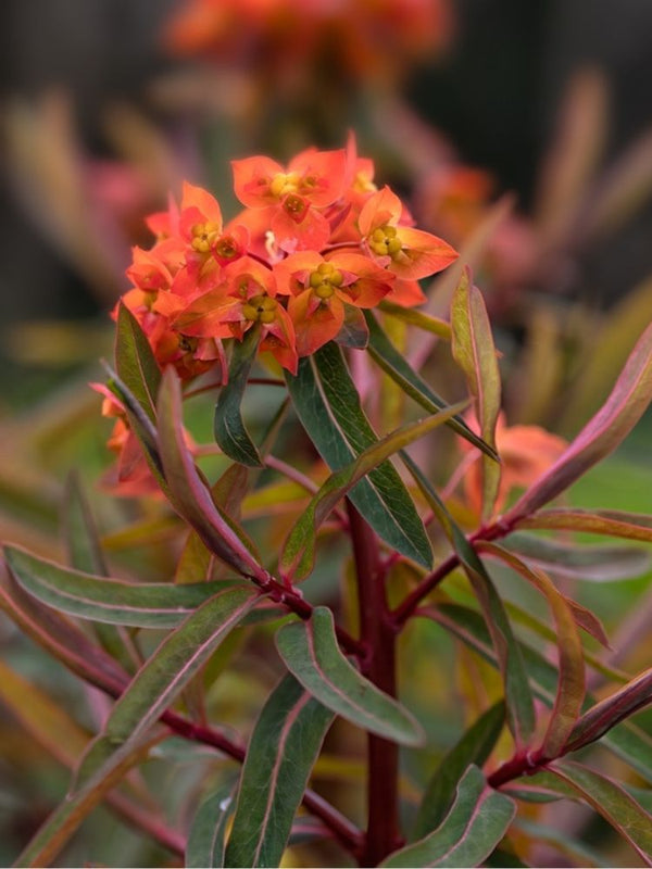 Himalaya-Wolfsmilch, Euphorbia griffithii 'Fireglow'  kaufen im Online-Shop der Bohlken Baumschulen
