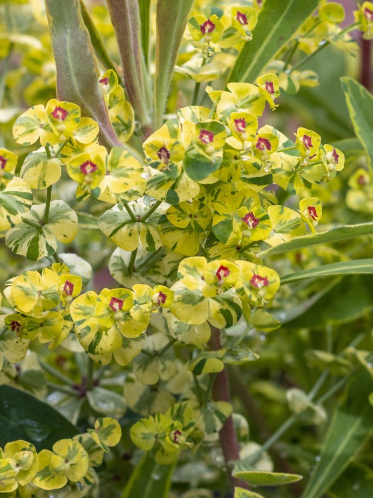 Rouys Wolfsmilch, Euphorbia x martinii 'Ascot Rainbow' kaufen im Online-Shop der Bohlken Baumschulen
