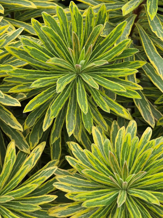 Rouys Wolfsmilch, Euphorbia x martinii 'Ascot Rainbow' kaufen im Online-Shop der Bohlken Baumschulen