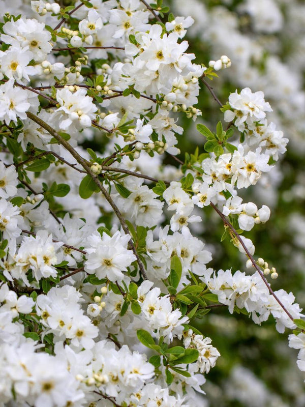 Prunkspiere, Exochorda racemosa 'Niagara' kaufen im Online-Shop der Bohlken Baumschulen