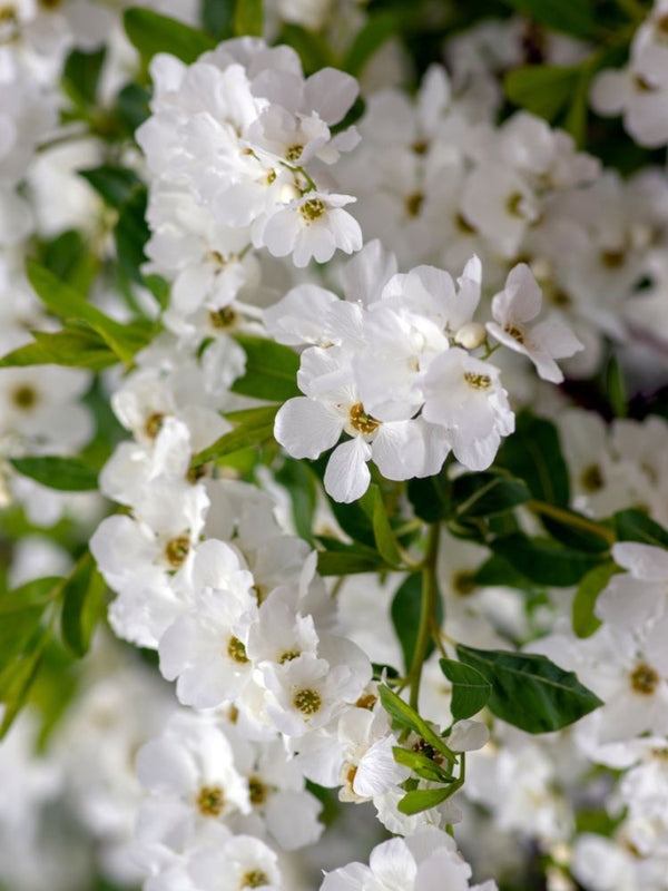 Prunkspiere, Exochorda racemosa 'Niagara' kaufen im Online-Shop der Bohlken Baumschulen