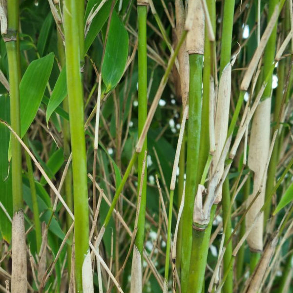 Jetzt Elfenbeinbambus 'Ivory Ibis' ® online kaufen bei Bohlken  Pflanzenversand – Bohlken Pflanzenversand GbR