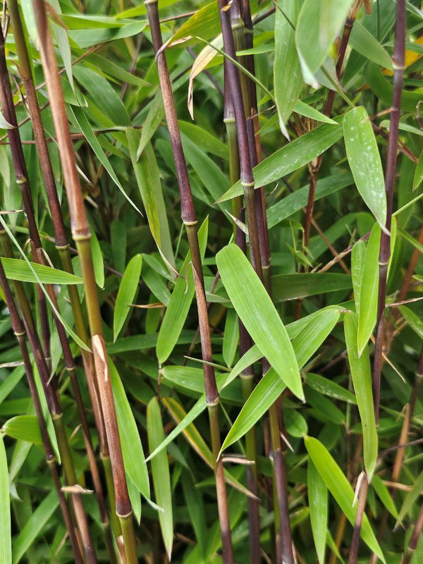 Roter Jade-Bambus, Fargesia speziosa 'Jiuzhaigou 1' kaufen im Online-Shop der Bohlken Baumschulen