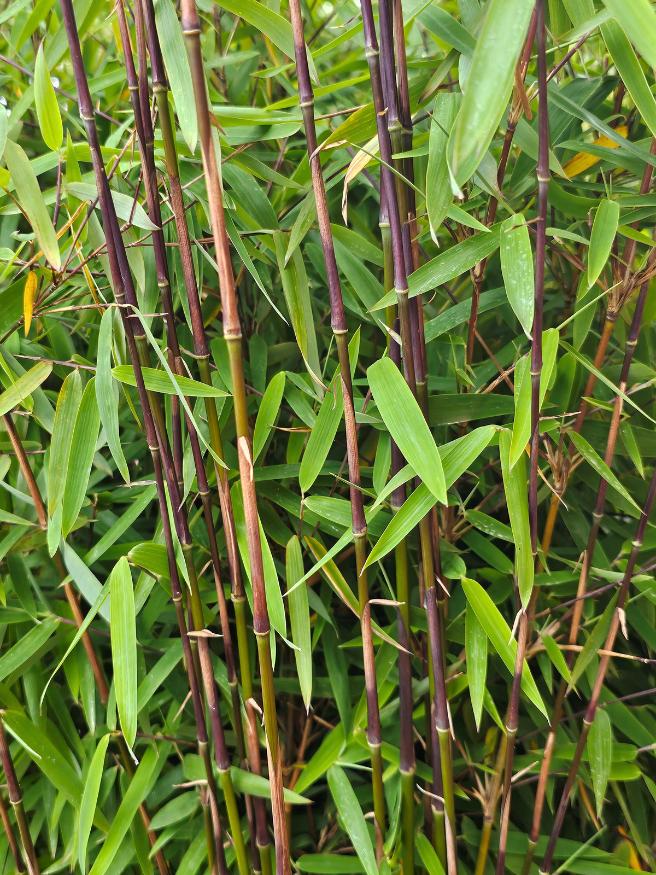 Roter Jade-Bambus, Fargesia speziosa 'Jiuzhaigou 1' kaufen im Online-Shop der Bohlken Baumschulen