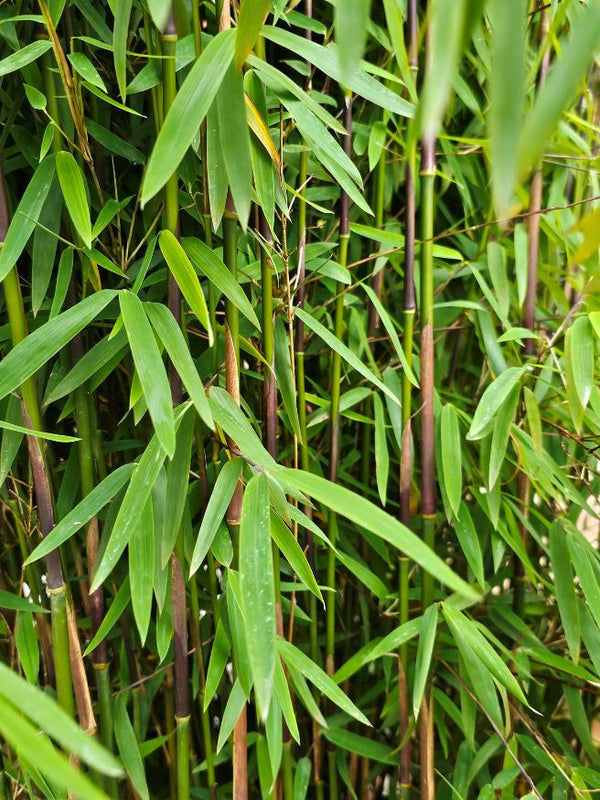 Roter Jade-Bambus, Fargesia speziosa 'Jiuzhaigou 1' kaufen im Online-Shop der Bohlken Baumschulen