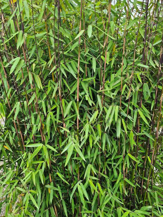 Roter Jade-Bambus, Fargesia speziosa 'Jiuzhaigou 1' kaufen im Online-Shop der Bohlken Baumschulen