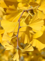 Säulen-Fächerblattbaum, Säulen-Ginkgo biloba 'Blagon' im Onlineshop von Bohlken Pflanzenversand GbR