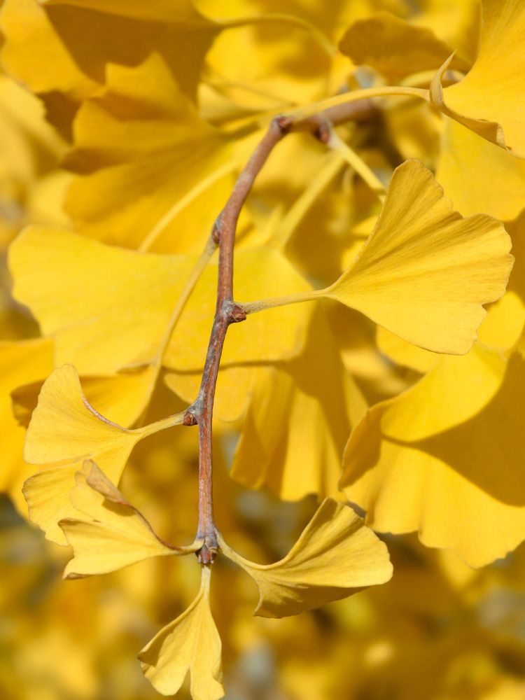 Säulen-Fächerblattbaum, Säulen-Ginkgo biloba 'Blagon' im Onlineshop von Bohlken Pflanzenversand GbR