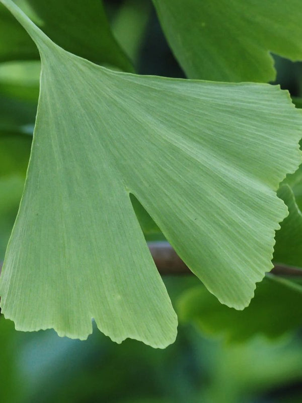 Säulen-Fächerblattbaum, Säulen-Ginkgo biloba 'Blagon' im Onlineshop von Bohlken Pflanzenversand GbR