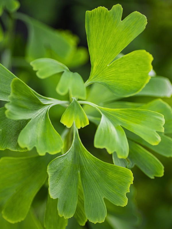 Säulen-Fächerblattbaum, Säulen-Ginkgo biloba 'Blagon' im Onlineshop von Bohlken Pflanzenversand GbR