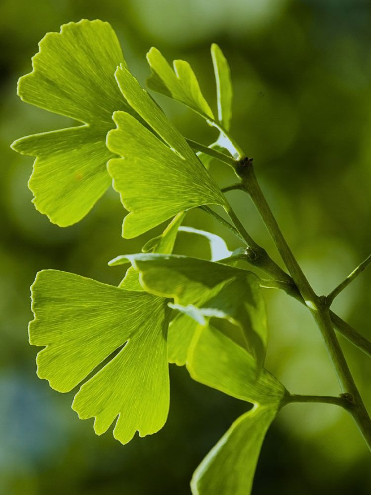Säulen-Fächerblattbaum, Säulen-Ginkgo biloba 'Blagon' im Onlineshop von Bohlken Pflanzenversand GbR