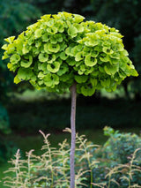 Ginkgobaum, Ginkgo biloba 'Mariken' kaufen im Online-Shop der Bohlken Baumschulen