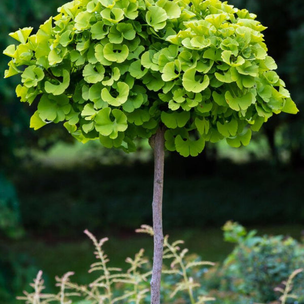 ginkgo zimmerpflanze kaufen Jetzt Ginkgobaum 'Mariken' online kaufen bei Bohlken Pflanzenversand –  Bohlken Pflanzenversand GbR