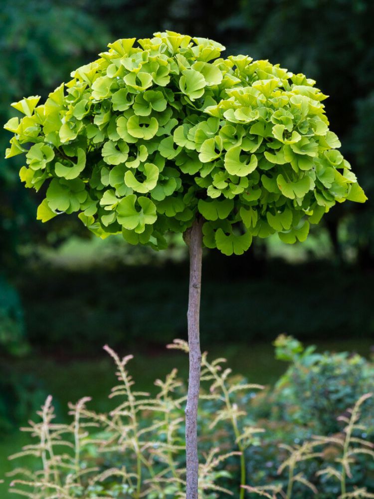 Ginkgobaum, Ginkgo biloba 'Mariken' kaufen im Online-Shop der Bohlken Baumschulen