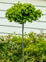 Fächerblattbaum, Ginkgo biloba 'Mariken', Ginkgobaum 'Mariken' im Onlineshop der Bohlken Baumschulen