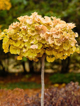 Fächerblattbaum, Ginkgo biloba 'Mariken', Ginkgobaum 'Mariken' im Onlineshop der Bohlken Baumschulen