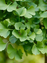 Fächerblattbaum, Ginkgo biloba 'Mariken', Ginkgobaum 'Mariken' im Onlineshop der Bohlken Baumschulen