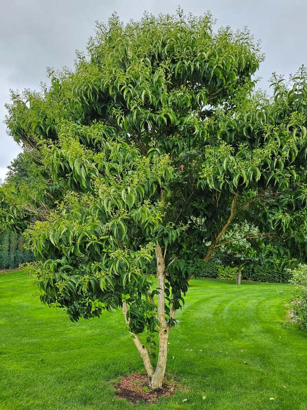 Bild von Sieben-Söhne-des-Himmels-Strauch, Heptacodium miconioides im Onlineshop von Bohlken Pflanzenversand GbR