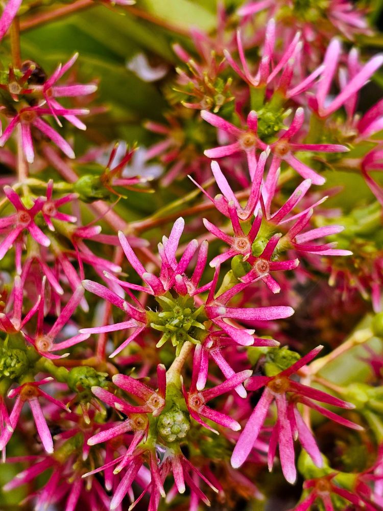 Bild von Sieben-Söhne-des-Himmels-Strauch, Heptacodium miconioides im Onlineshop von Bohlken Pflanzenversand GbR