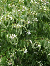 Bild von Sieben-Söhne-des-Himmels-Strauch, Heptacodium miconioides im Onlineshop von Bohlken Pflanzenversand GbR
