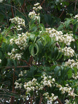Sieben-Söhne-des-Himmels-Strauch, Heptacodium miconioides 'Temple of Bloom' ® kaufen im Online-Shop der Bohlken Baumschulen