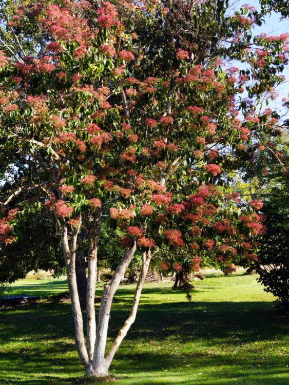 Sieben-Söhne-des-Himmels-Strauch, Heptacodium miconioides 'Temple of Bloom' ® kaufen im Online-Shop der Bohlken Baumschulen