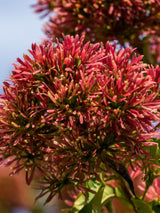 Sieben-Söhne-des-Himmels-Strauch, Heptacodium miconioides 'Temple of Bloom' ® kaufen im Online-Shop der Bohlken Baumschulen